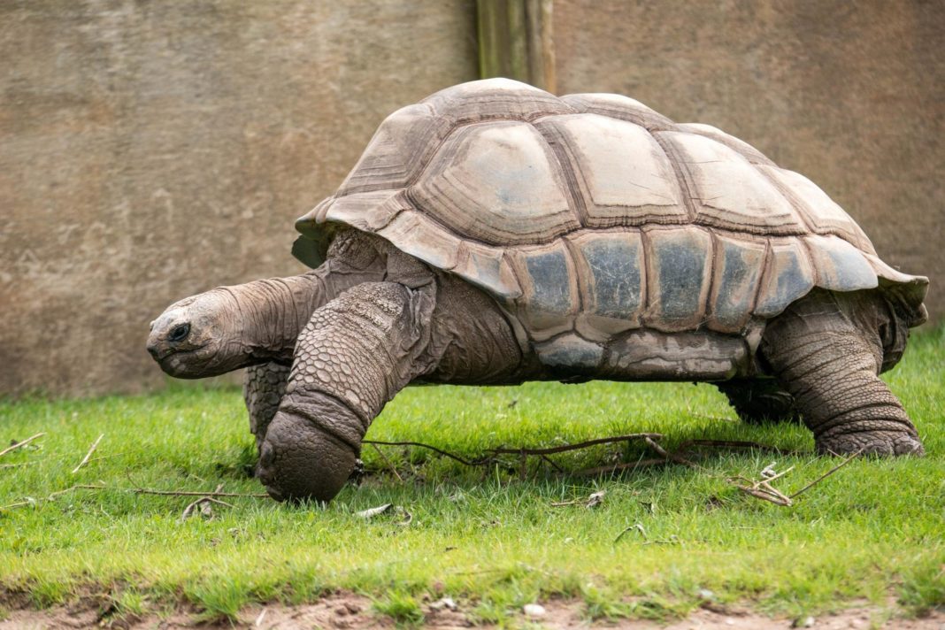 Cel mai bătrân animal de pe planetă, broasca țestoasă Darwin, a murit la 105 ani