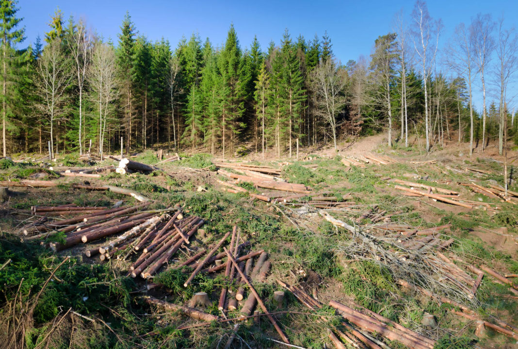 Comisia Europeană a aprobat o schemă românească de 100 milioane de euro pentru regenerarea pădurilor