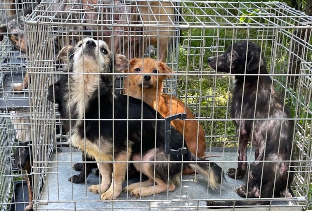 96 de câini, ridicaţi de poliţişti şi voluntari din curtea unei femei