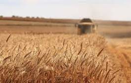 Cerealele furate de ruşi din Ucraina, trimise la export