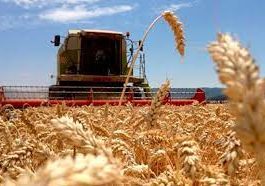 Argentina a autorizat plantarea unui soi de grâu modificat genetic