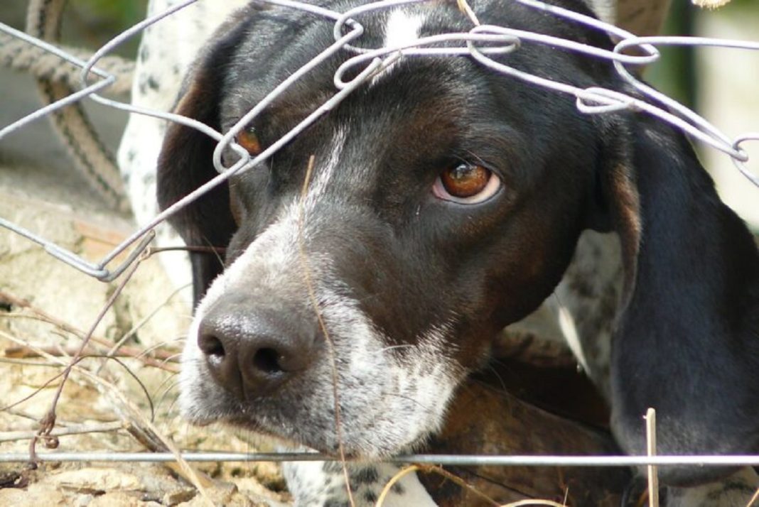 Cruzimea împotriva animalelor se pedepsește