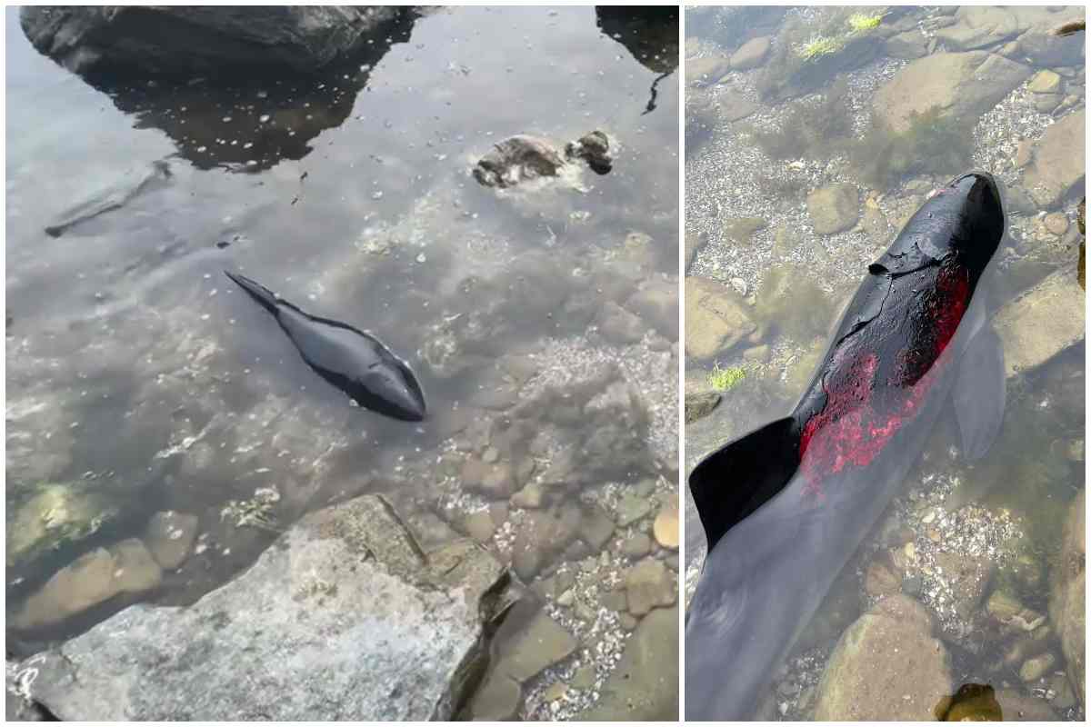 Delfini din Marea Neagră, găsiți cu arsuri și răni din cauza războiului din Ucraina