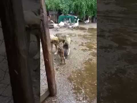 (VIDEO) Pui de căprioară, adoptat de o căţeluşă care îl alăptează alături de puiul ei