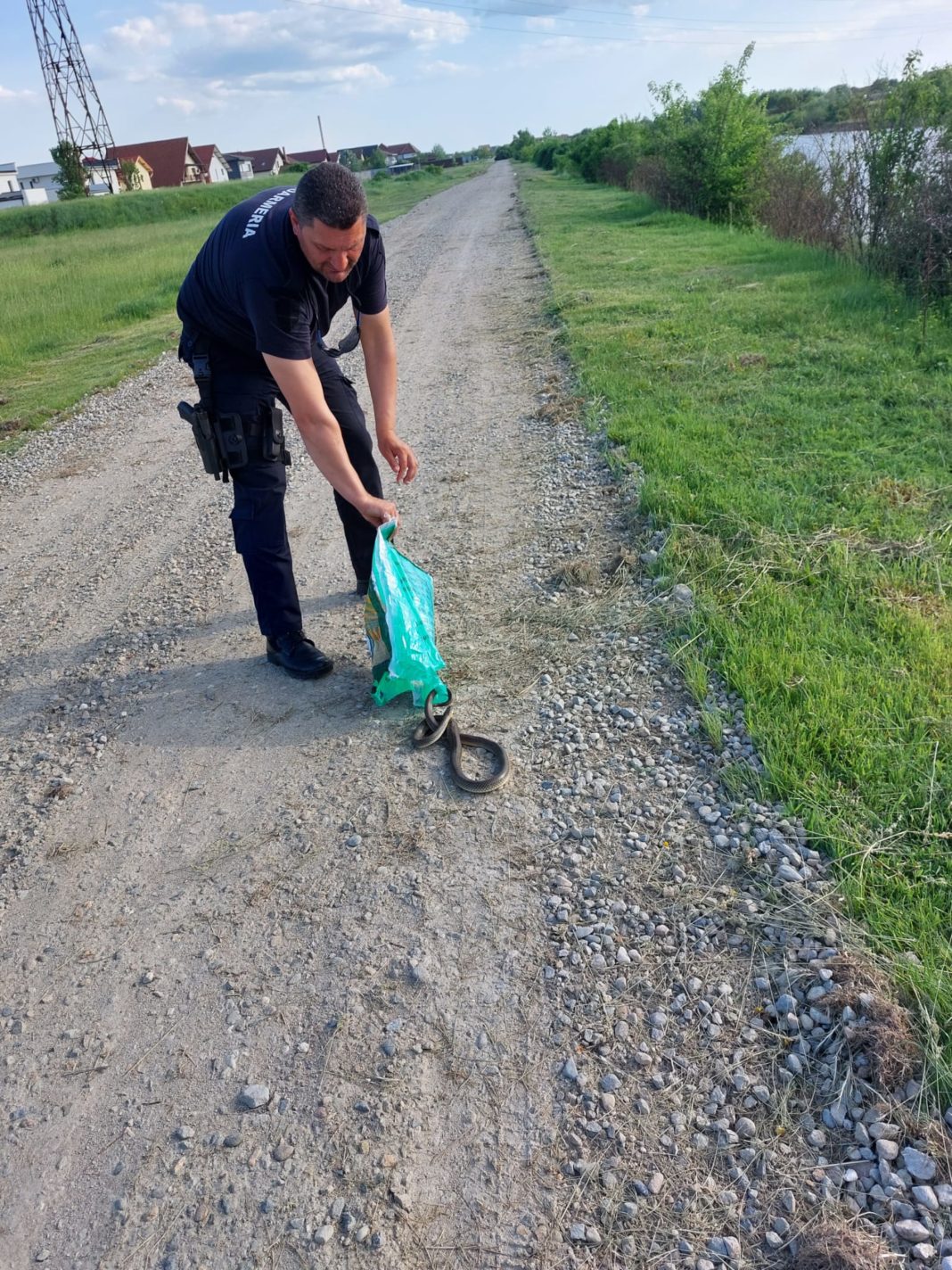 Jandarmii, chemați să captureze șerpi la Târgu Jiu și Motru