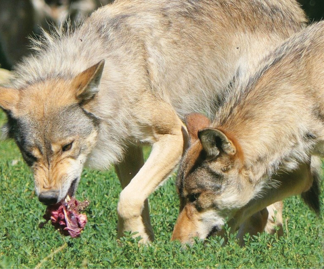 Prăpăd făcut de o haită de lupi la o stână din România