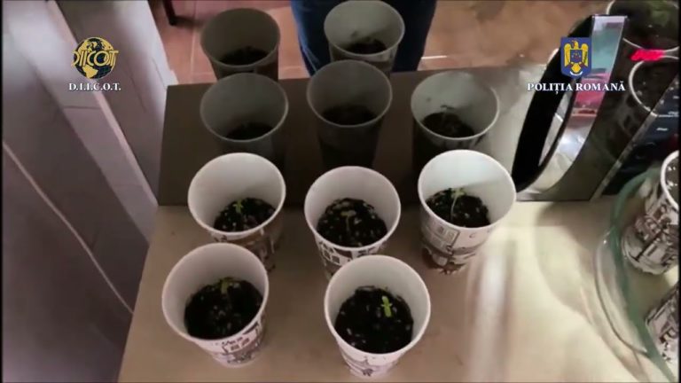 (VIDEO) Rețea de traficanți de droguri cu ramificații în Buzău, Brăila, Galați și București