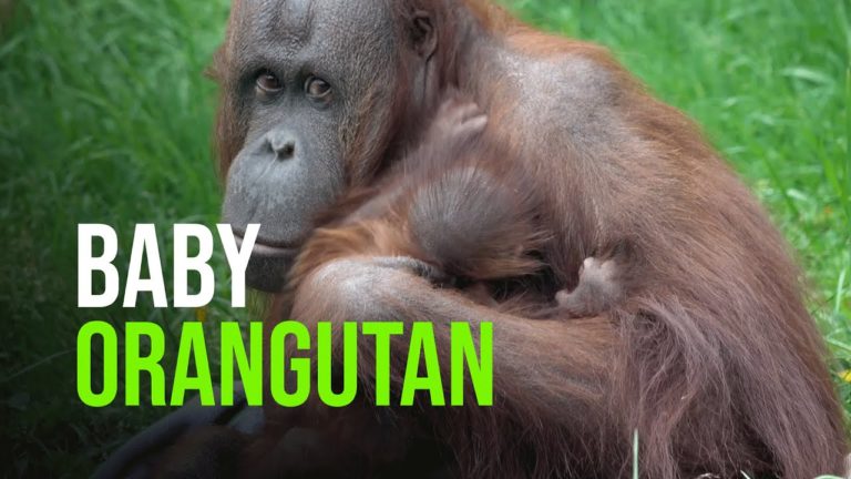 (VIDEO) „Jolene” şi-a făcut debutul în grădina zoologică