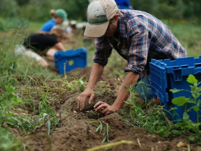 Angajații din agricultură și industria alimentară nu vor mai plăti impozit pe venit și contribuția la sănătate