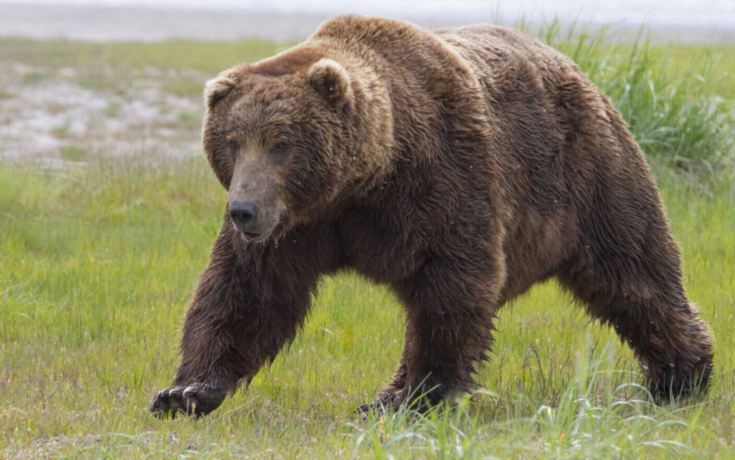 Legea prin care urșii periculoși pot fi uciși și în afara localităților, adoptată