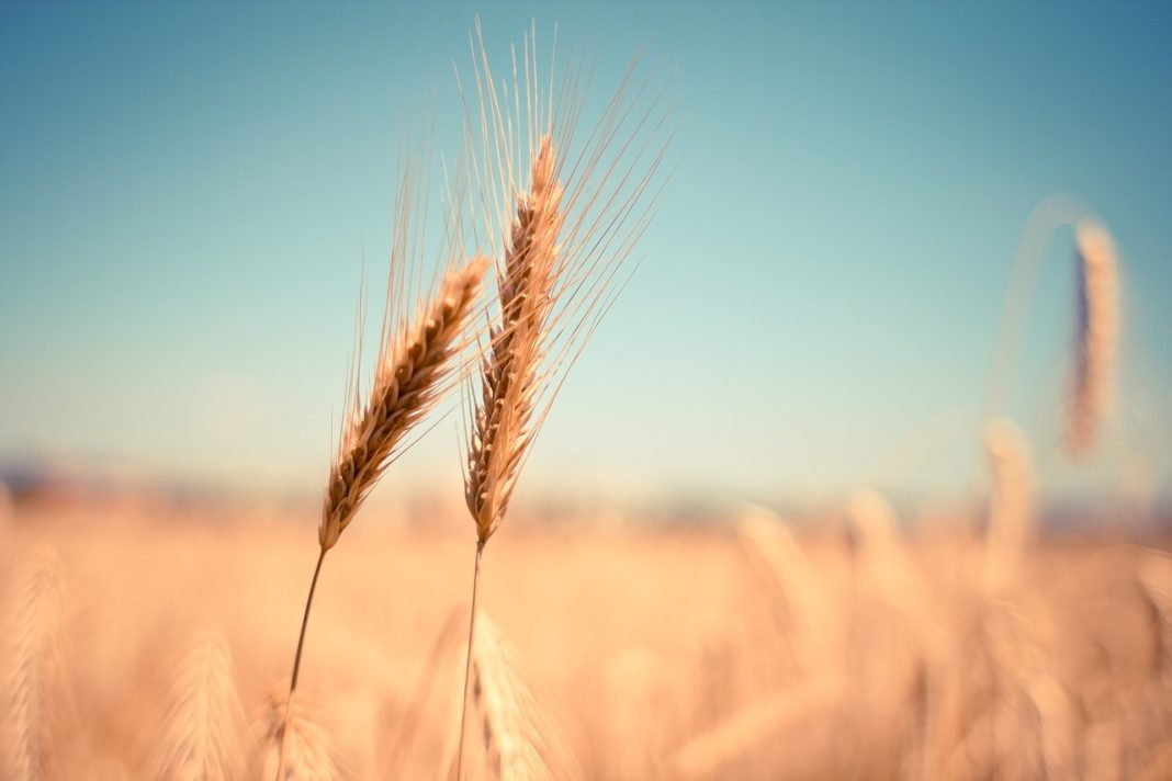 Ungaria şi-a oferit teritoriul ca rută posibilă pentru exporturile de cereale ale Ucrainei