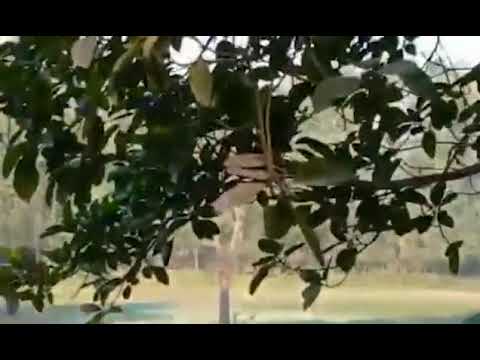 (VIDEO) Femeie ucisă de un elefant în India