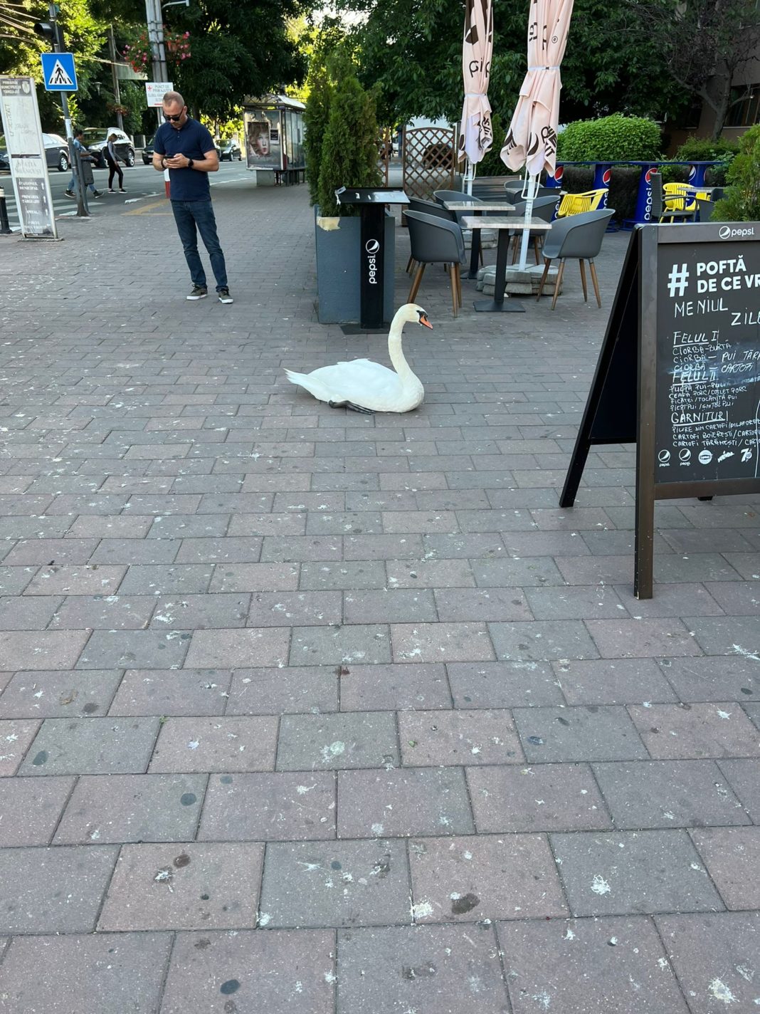 Lebădă salvată din fața unui fast food din Târgu Jiu