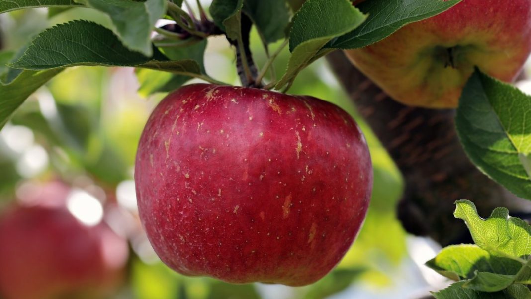 Consumul de mere este recomandat de specialiștii în nutriție