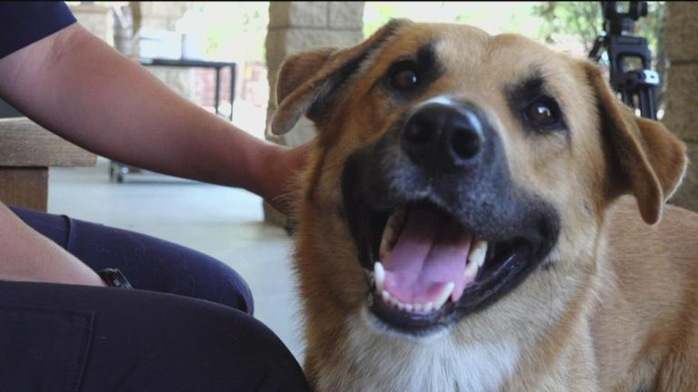 (VIDEO) Cățel salvat din habitatul gorilelor