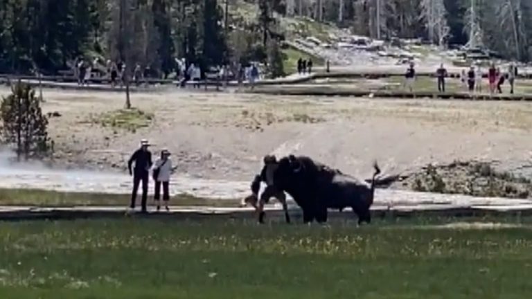 (VIDEO) Un bizon a atacat un turist în parcul Yellowstone