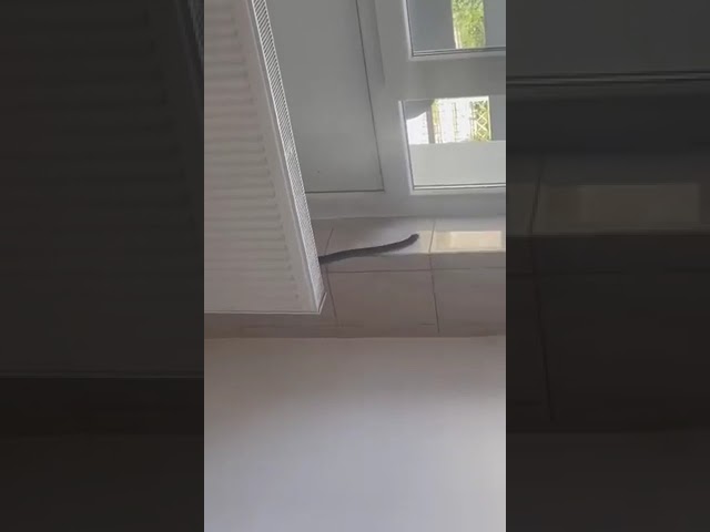 (VIDEO) Olt: Șarpe filmat în Spitalul Orășenesc Balș