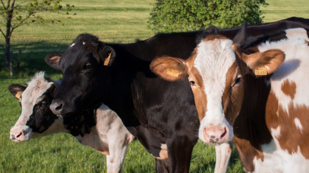 UE trebuie să reducă numărul de vaci dacă vrea să îşi atingă obiectivele de reducere a emisiilor de metan