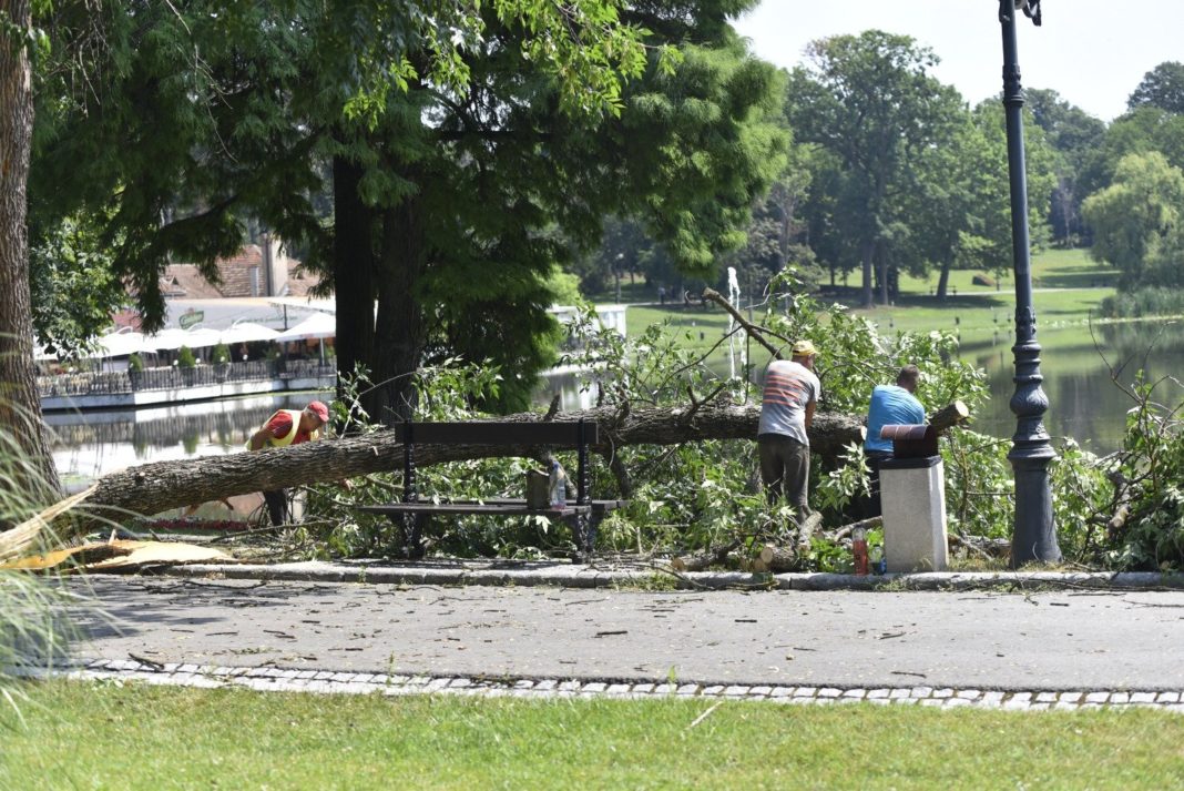 Echipele RADPFL curăţă arborii căzuţi