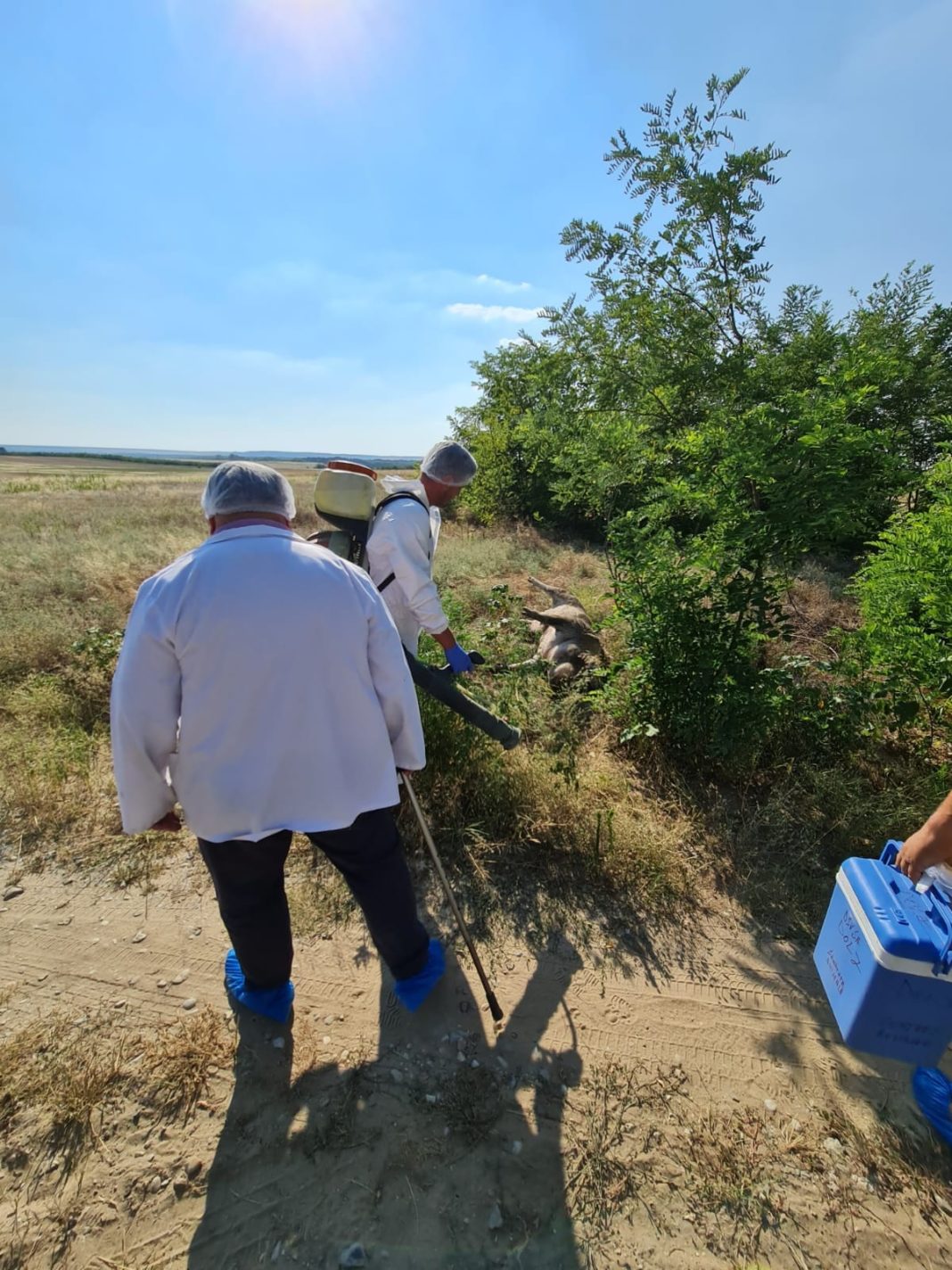 Mai mulţi porci, găsiţi morţi pe un câmp, la Rojişte