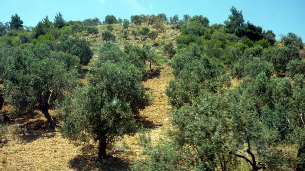 Una dintre cele mai mari plantaţii de măslini din centrul Greciei, ameninţată de un incendiu