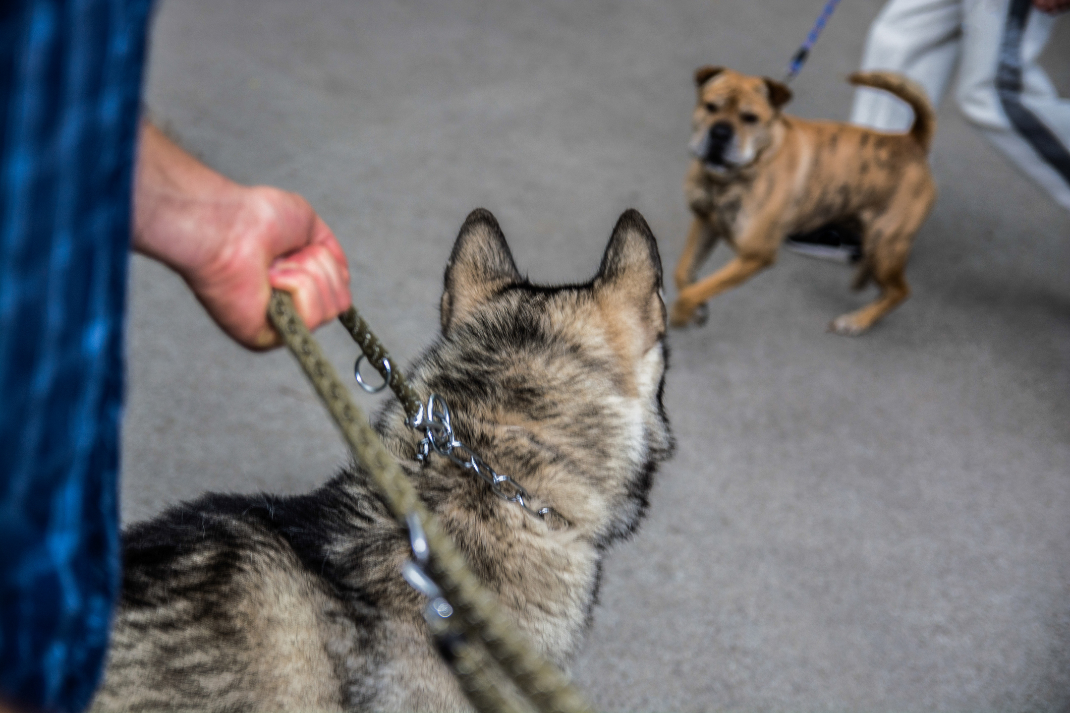 Tânăr care își „antrena” câinii să se lupte cu alte animale, reţinut