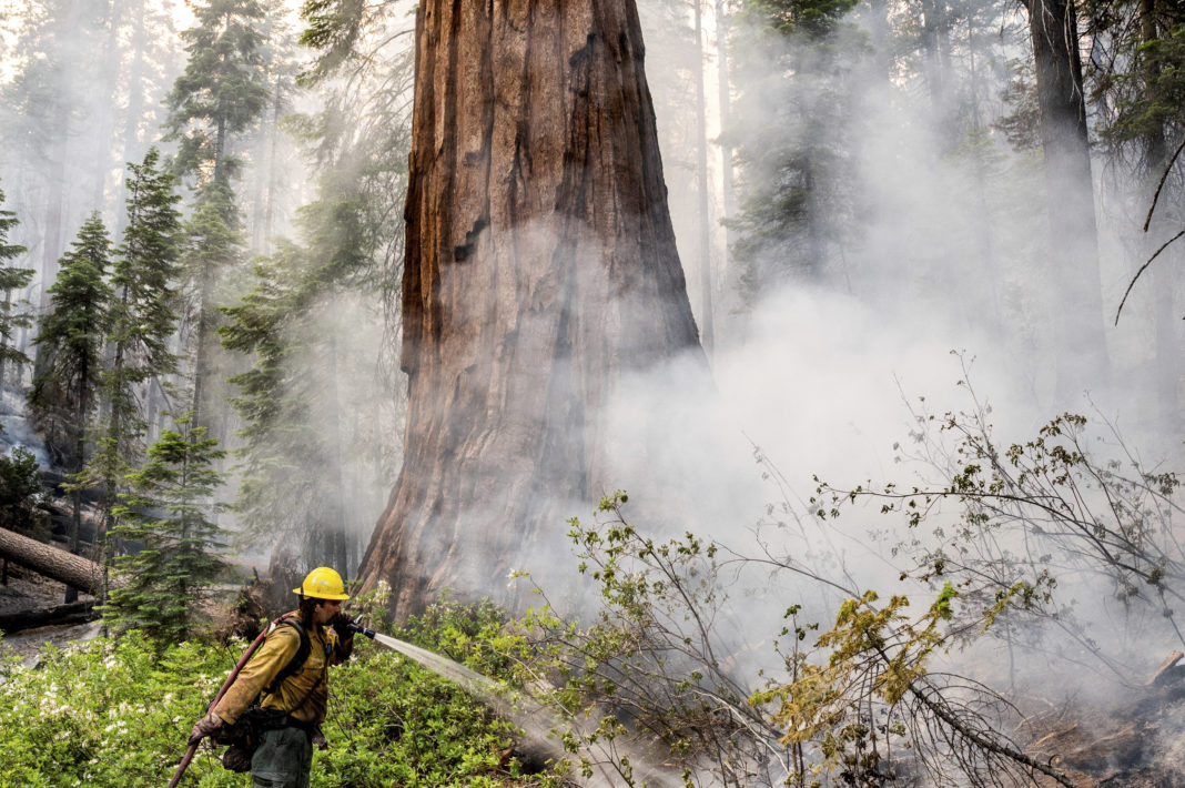 Incendiul din California a ajuns lângă pădurea de sequoia din parcul Yosemite
