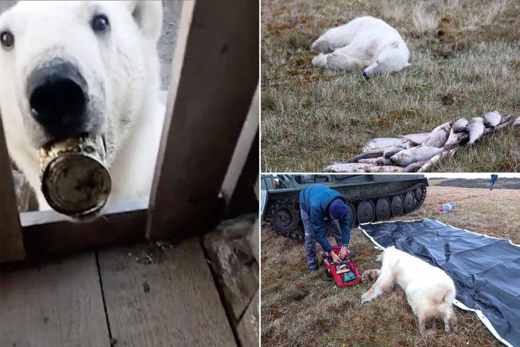 O ursoaică a cerut ajutorul oamenilor după și-a prins limba într-o cutie de conserve