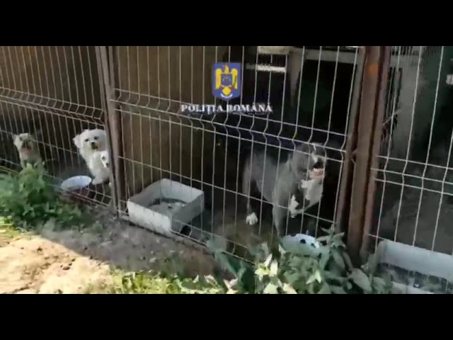 (VIDEO) Cercetat pentru infracţiuni împotriva animalelor