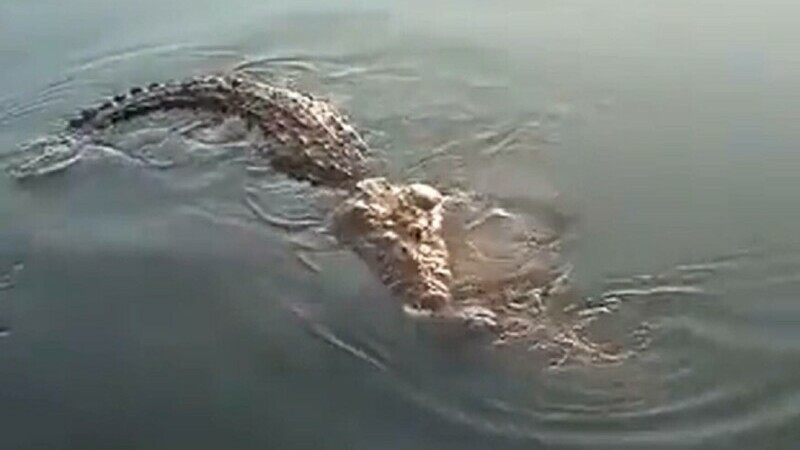 Crocodilul de aproximativ 3,5 metri l-a atacat, omorându-l, iar apoi a târât cadavrul într-un canal de scurgere pluvială