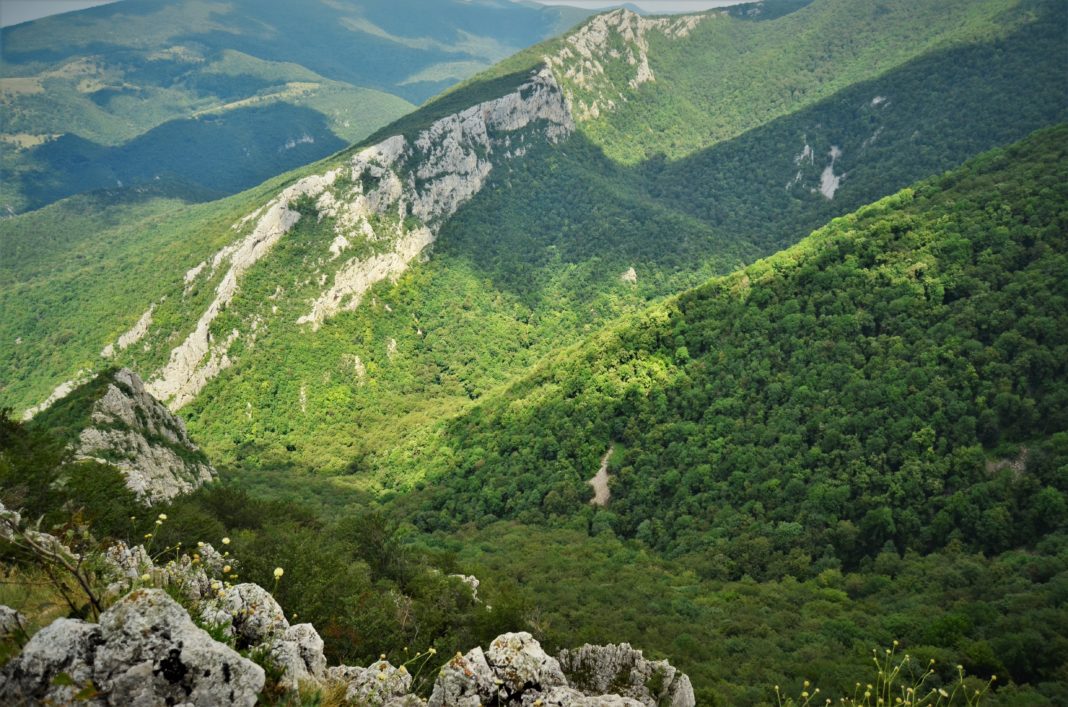 Regia Națională a Pădurilor – Romsilva administrează 3,13 milioane hectare păduri proprietatea publică a statului