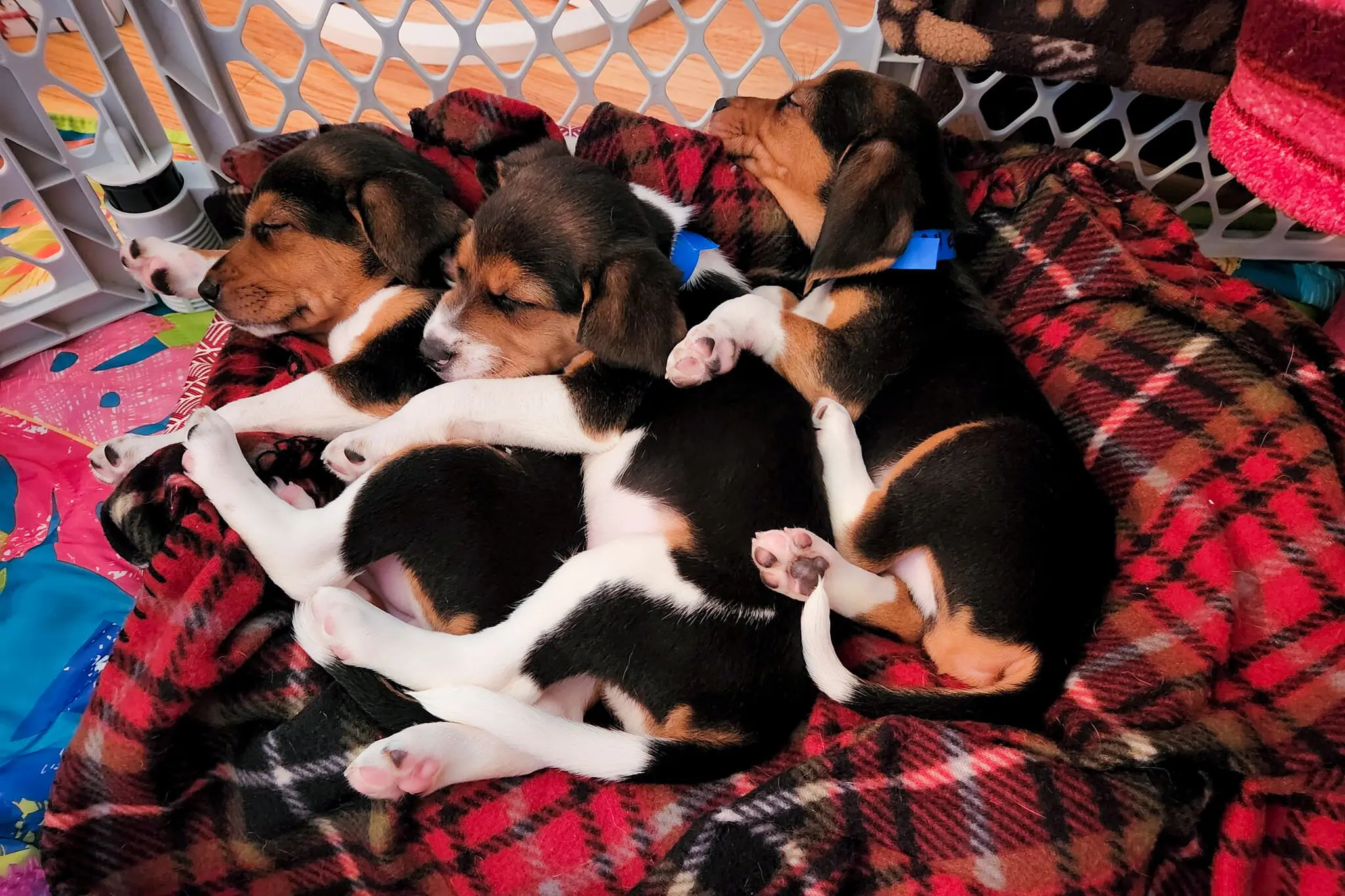 4.000 de căței Beagle, salvați de la o crescătorie care îi vindea pentru experimente
