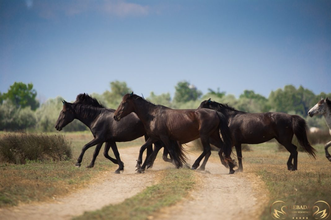 Caii de la Letea riscă să moară de sete