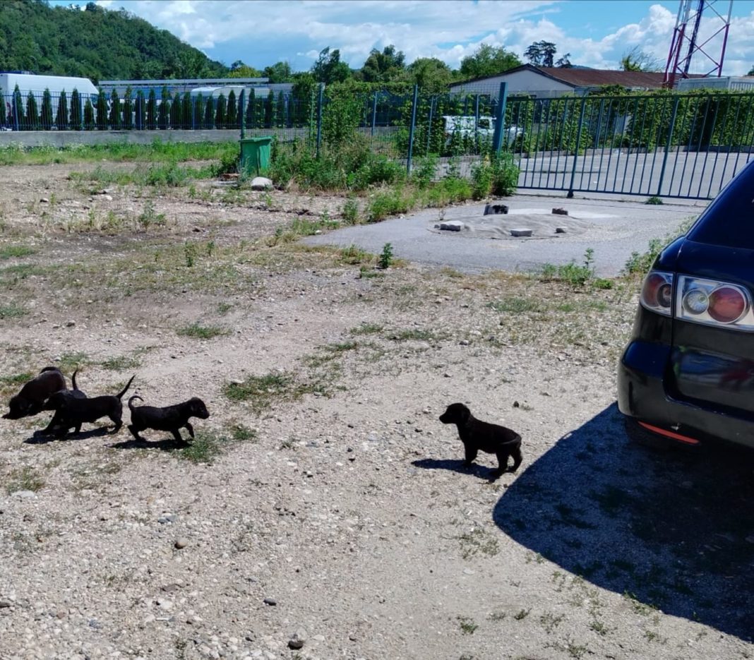 Vâlcea: Femeie amendată cu 3.000 de lei pentru că a abandonat cinci căţei