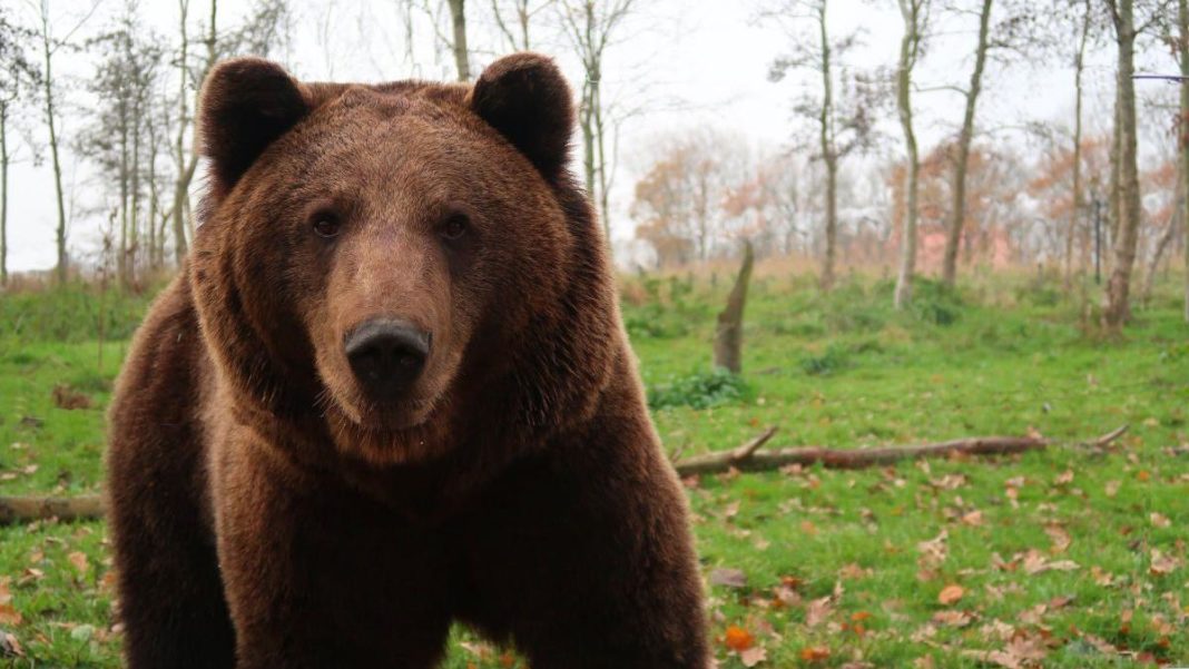 Vâlcea: Mesaj Ro-Alert privind prezenţa unui urs în Băile Olăneşti