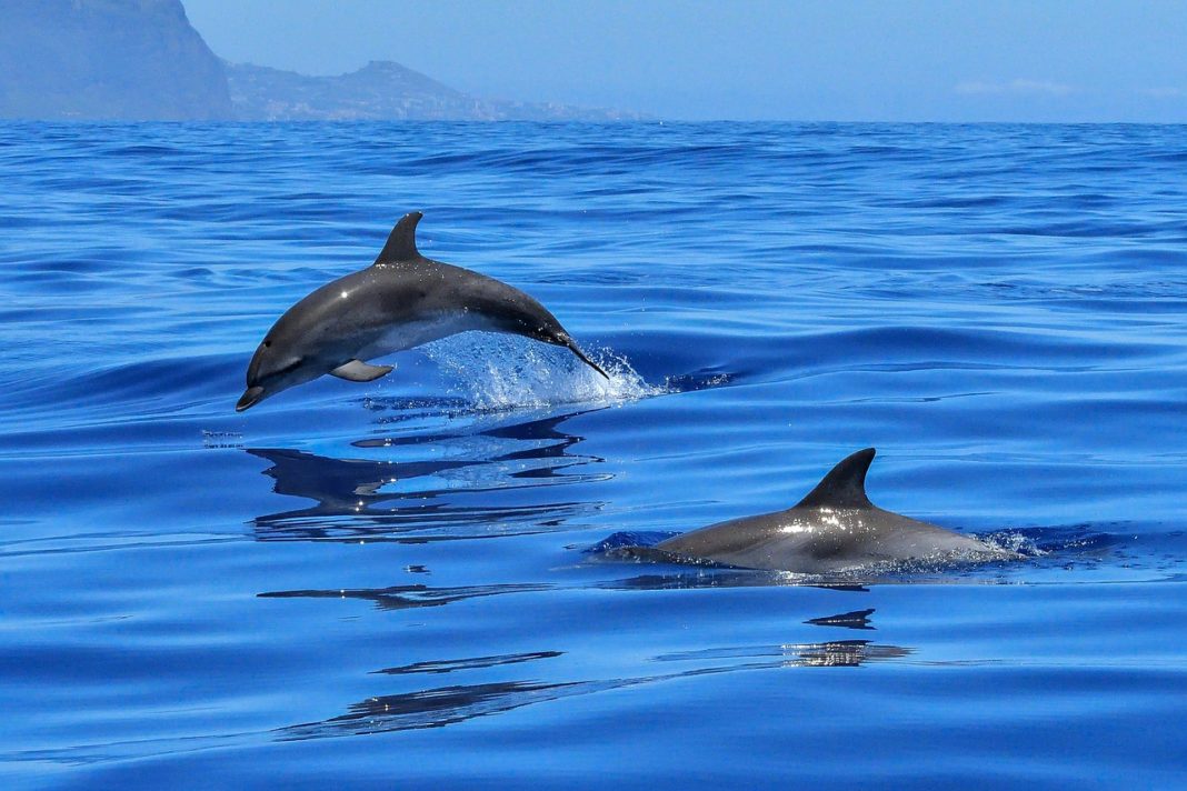 Japonezii, îndemnaţi să evite delfinii după o serie de atacuri în largul plajelor