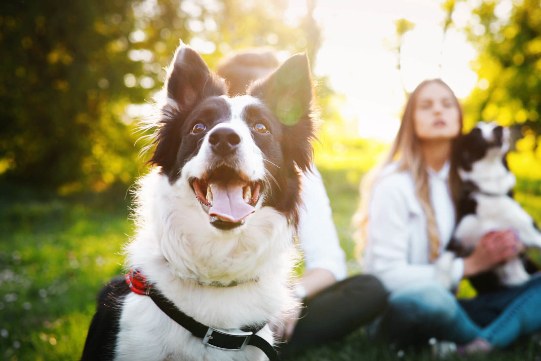 Câinii de azi, domesticiți, după cele mai noi studii, în urmă cu aproximativ 10.000 de ani, sunt mereu prieteni devotați