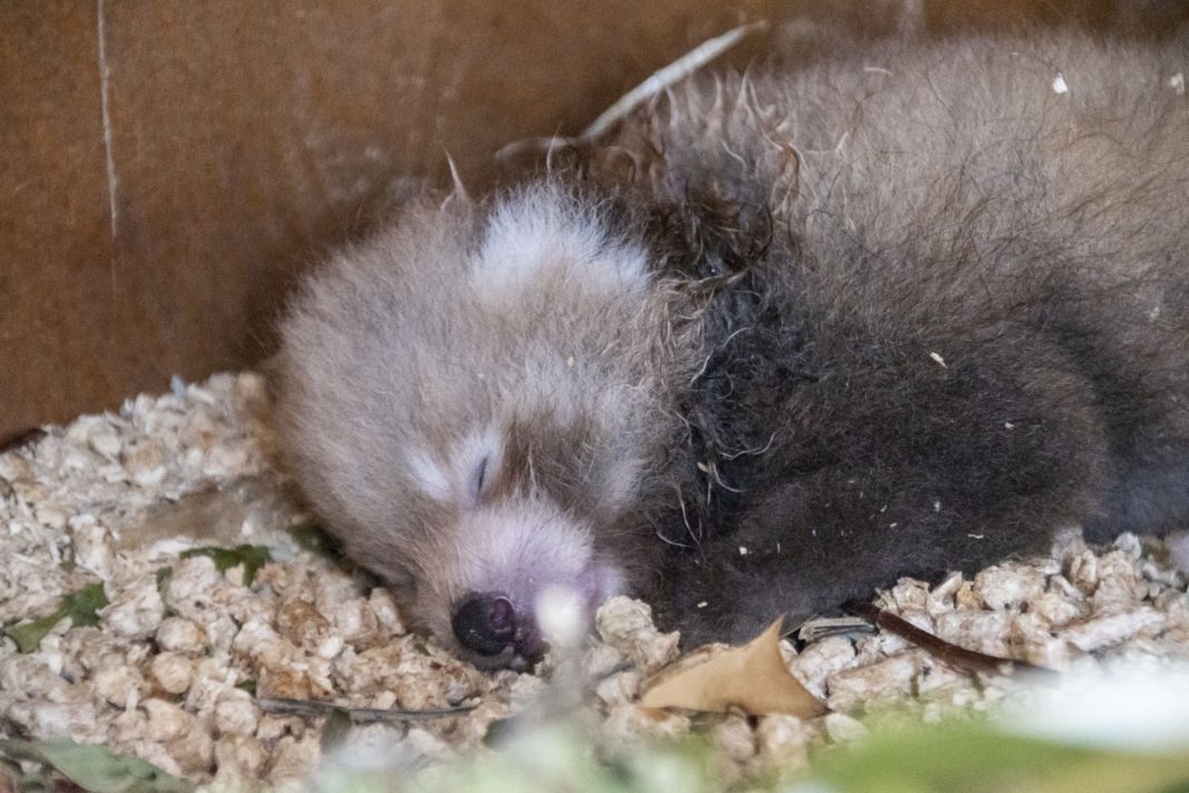 Panda roşu din Hertfordshire a câştigat fani din întreaga lume, care au trimis mesaje de susţinere pentru Tilly