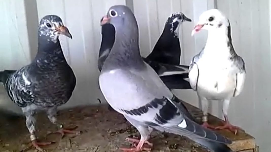 porummbei voiajori România, în top 5 țări cu cei mai buni porumbei voiajori