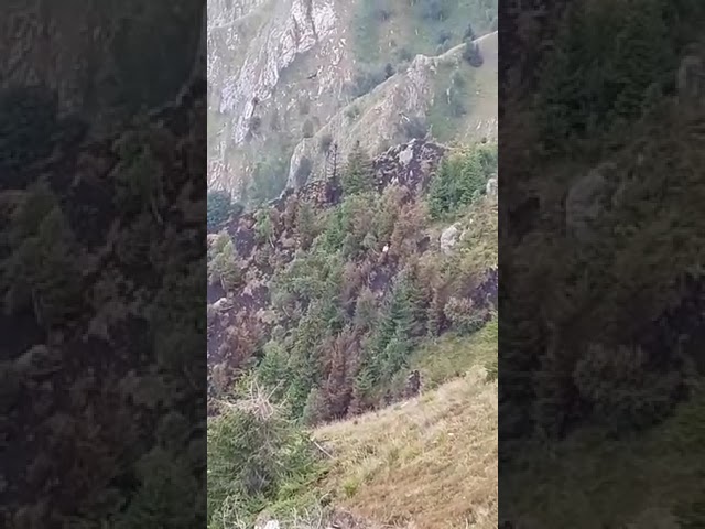 (VIDEO) Incendiu într-o pădure de conifere din Câineni