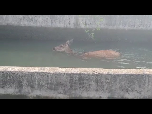 (VIDEO) Căprioară salvată dintr-un canal cu apă al Termocentralei Rovinari