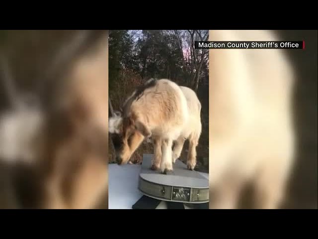 (VIDEO) Două capre „au atacat“ maşina poliţei