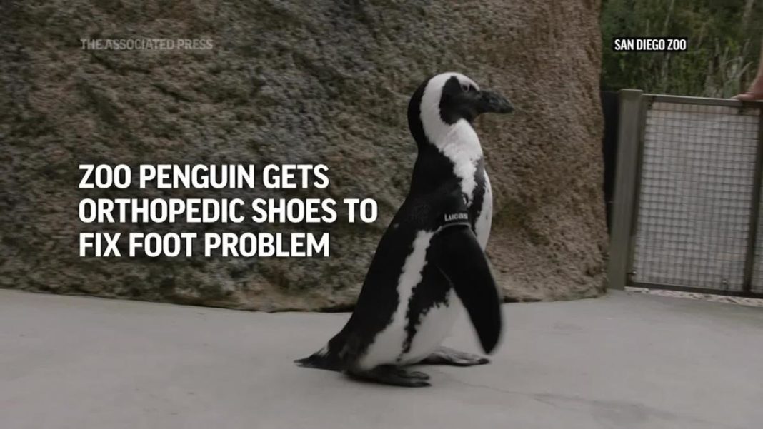 Pinguinii africani au suferit o scădere masivă a populației și sunt pe cale de dispariție