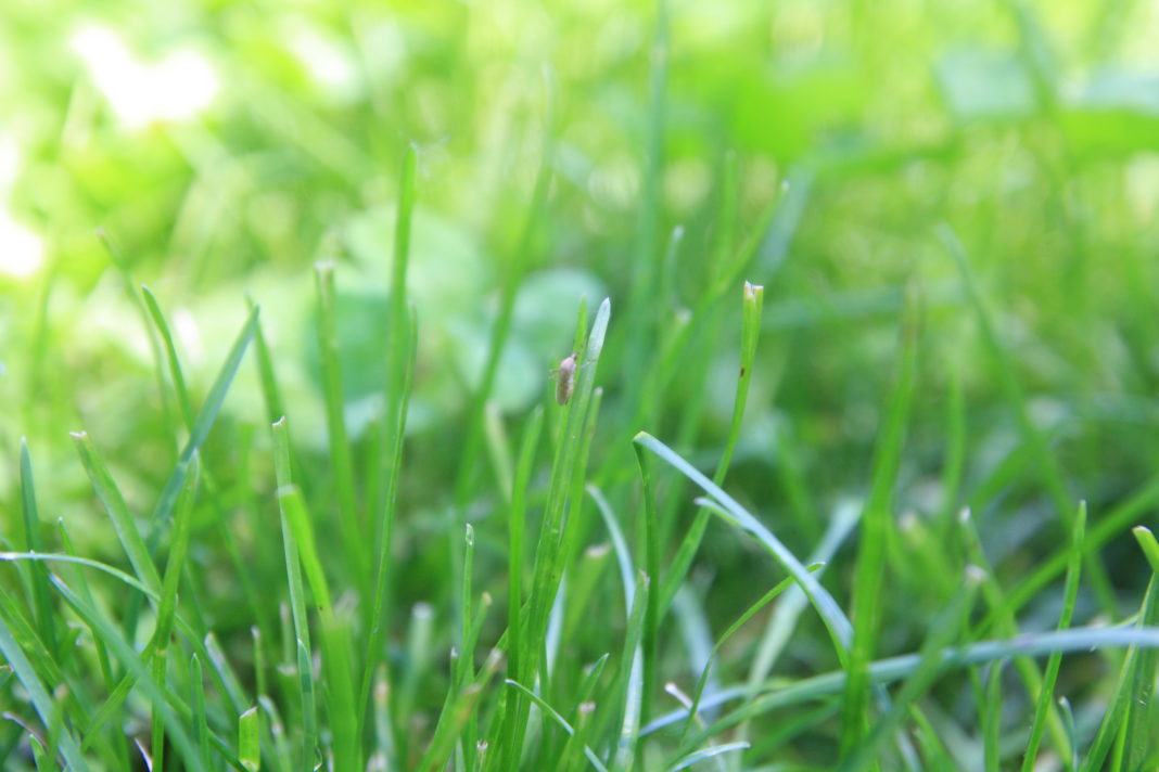 Craiova invadată de ţânţari