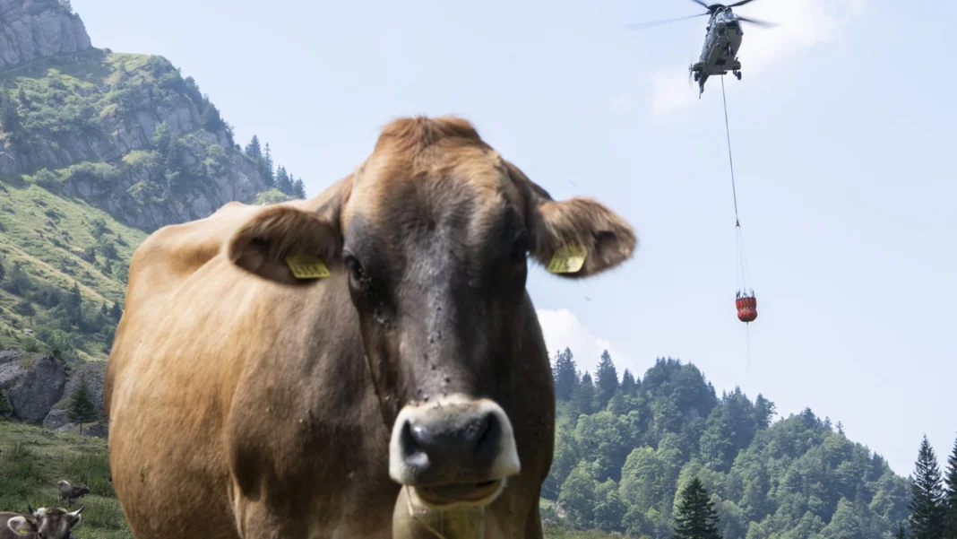 vaca elvetia Armata elvețiană cară apă cu elicopterele la fermele de animale