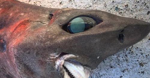 Pescarul Trapman Bermagui a postat pe Facebook o fotografie a rechinului