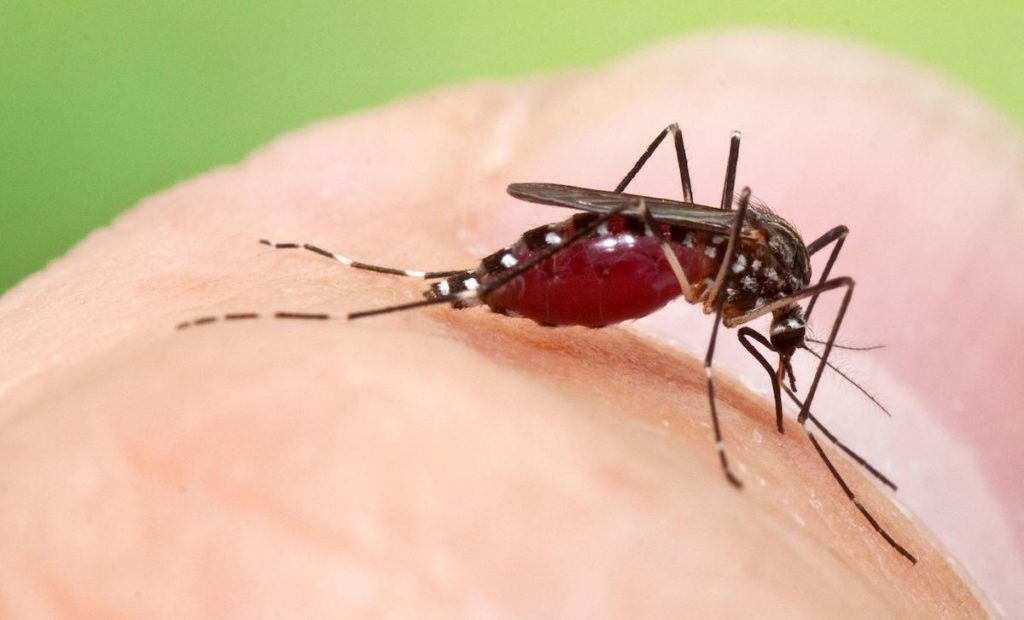 Trei români s-au infectat cu West Nile în luna iulie, unul dintre ei pierzându-și viața