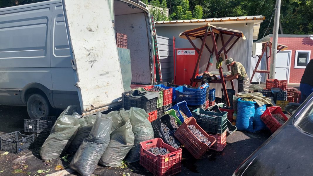 Strugurii se vând doar în Piaţa Chiriac