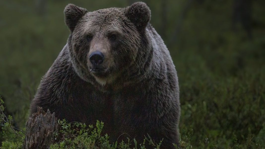 Bărbat atacat de urs la Moieciu. Victima a ajuns la spital