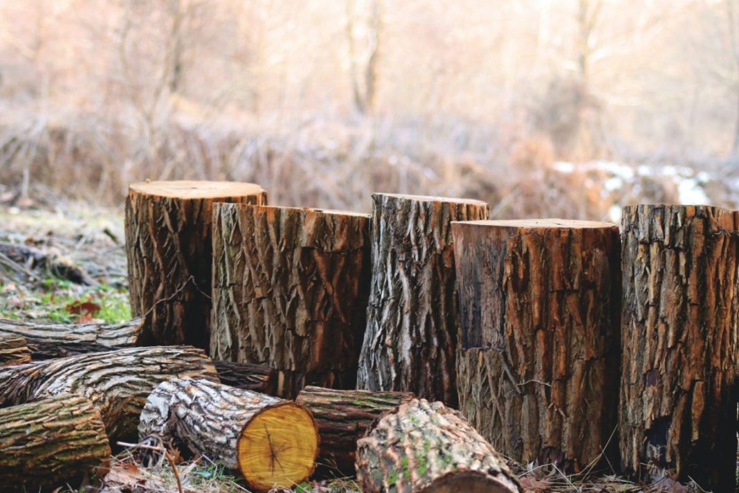 Romsilva va suplimenta volumul de lemn pentru foc destinat populaţiei